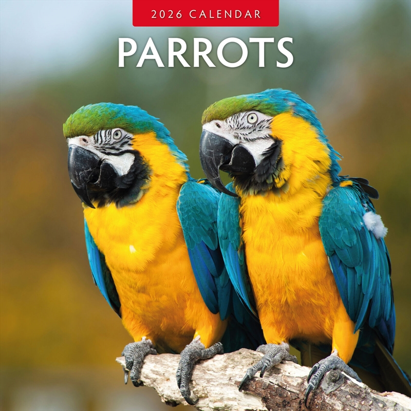 Parrots 2026 Square Wall Calendar/Product Detail/Calendars & Diaries