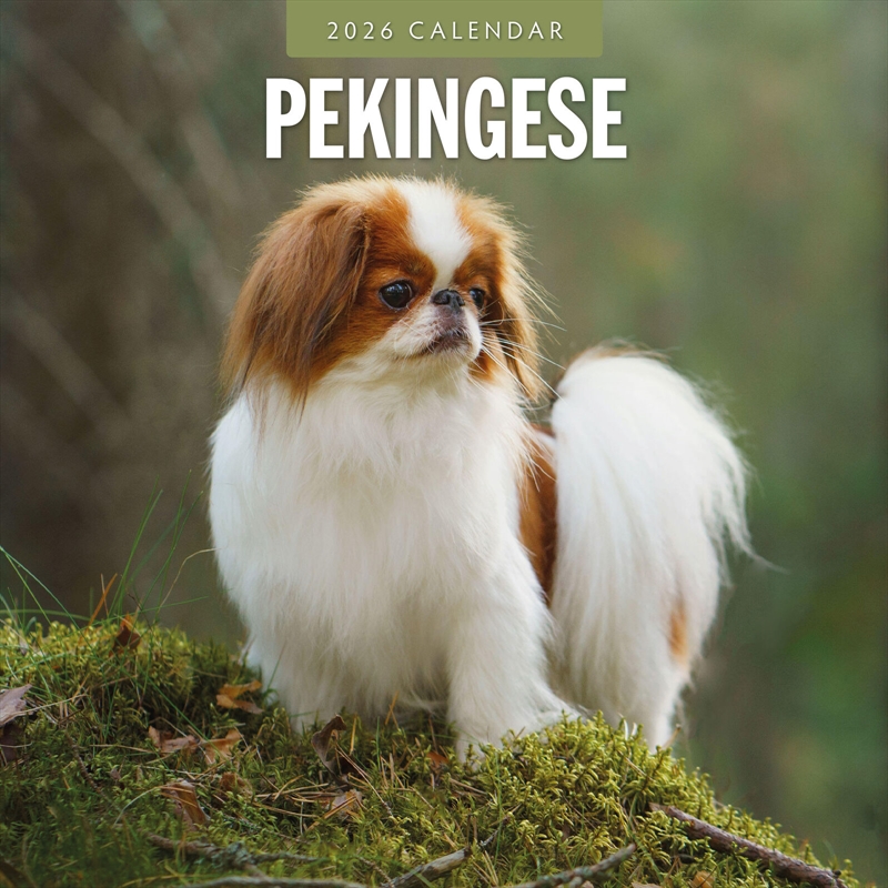 Pekingese 2026 Square Wall Calendar/Product Detail/Calendars & Diaries