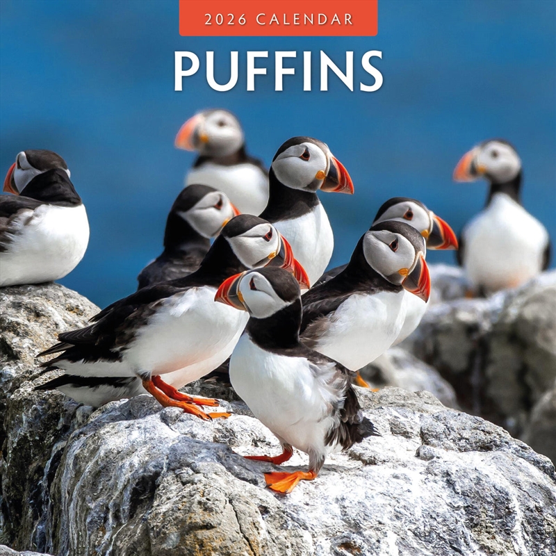 Puffins 2026 Square Wall Calendar/Product Detail/Calendars & Diaries