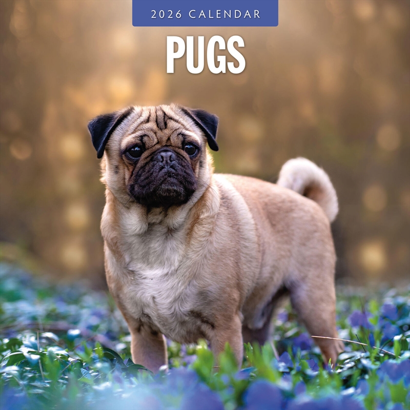 Pugs 2026 Square Wall Calendar/Product Detail/Calendars & Diaries