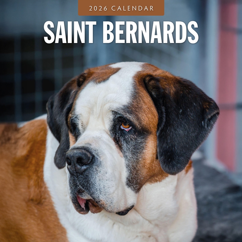 Saint Bernards 2026 Square Wall Calendar/Product Detail/Calendars & Diaries
