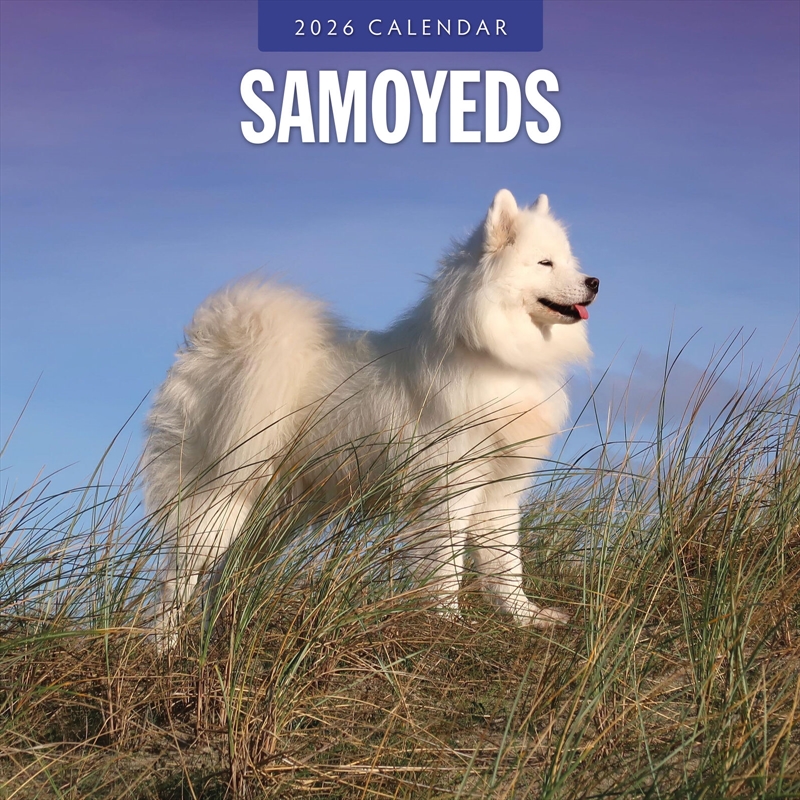 Samoyeds 2026 Square Wall Calendar/Product Detail/Calendars & Diaries