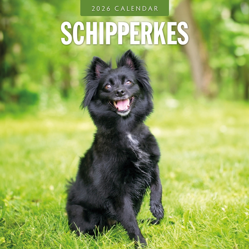 Schipperkes 2026 Square Wall Calendar/Product Detail/Calendars & Diaries
