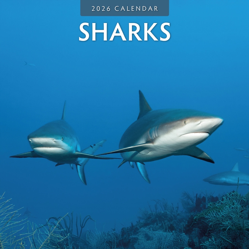 Sharks 2026 Square Wall Calendar/Product Detail/Calendars & Diaries