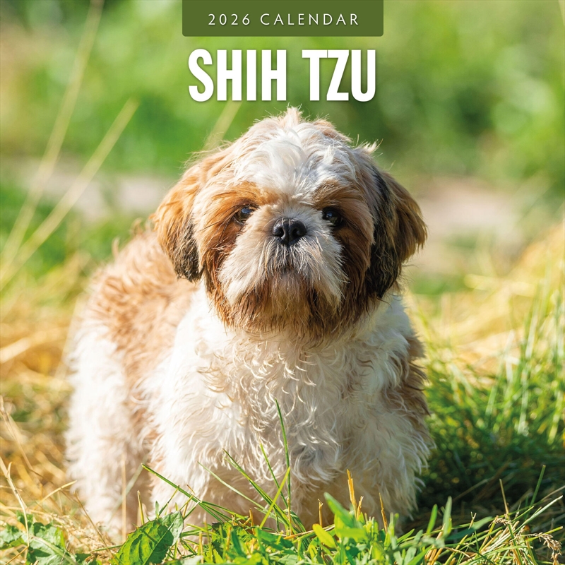 Shih Tzu 2026 Square Wall Calendar/Product Detail/Calendars & Diaries
