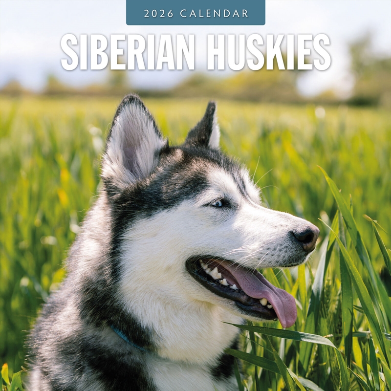 Siberian Huskies 2026 Square Wall Calendar/Product Detail/Calendars & Diaries