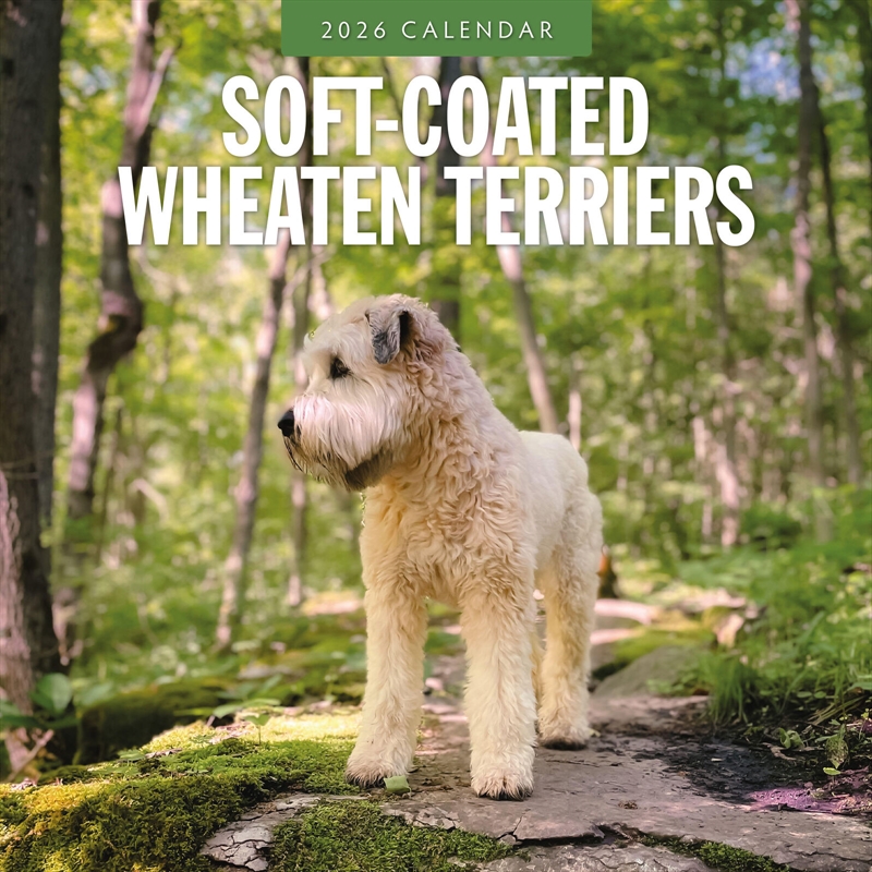 Soft-Coated Wheaten Terriers 2026 Square Wall Calendar/Product Detail/Calendars & Diaries