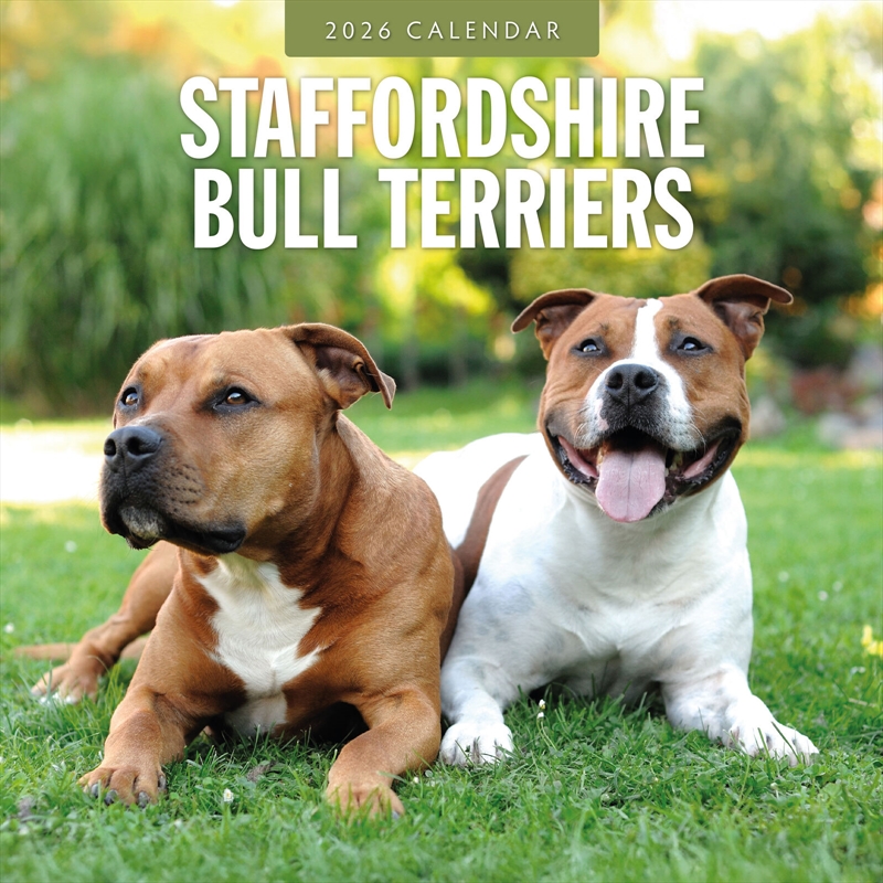 Staffordshire Bull Terriers 2026 Square Wall Calendar/Product Detail/Calendars & Diaries