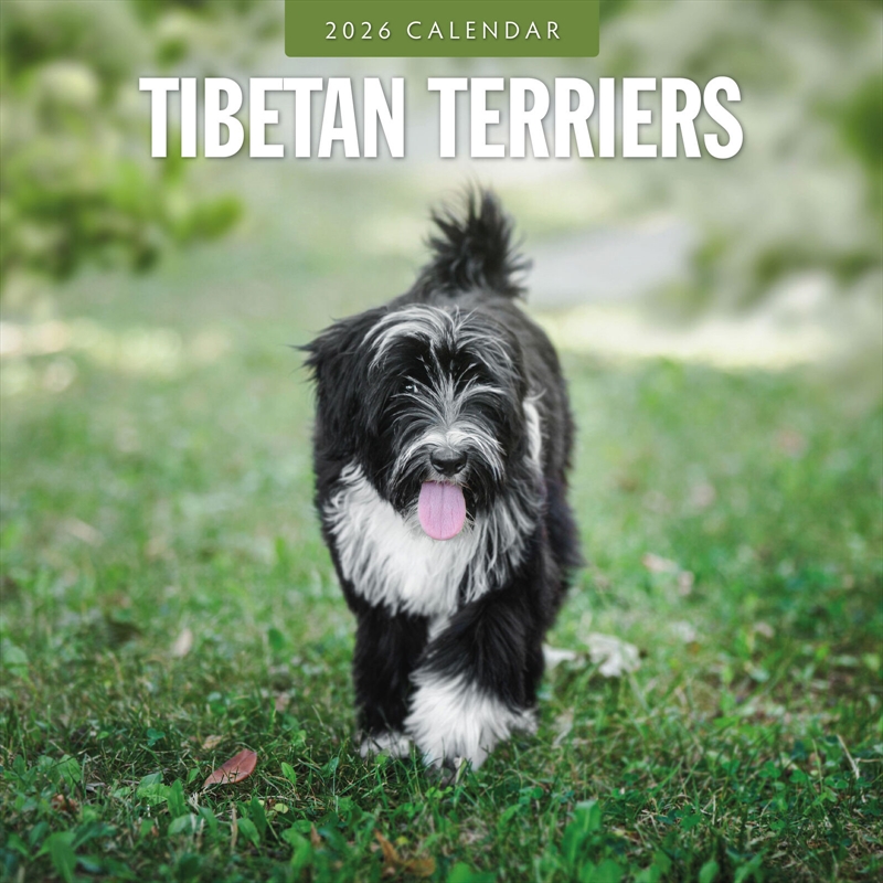 Tibetan Terriers 2026 Square Wall Calendar/Product Detail/Calendars & Diaries