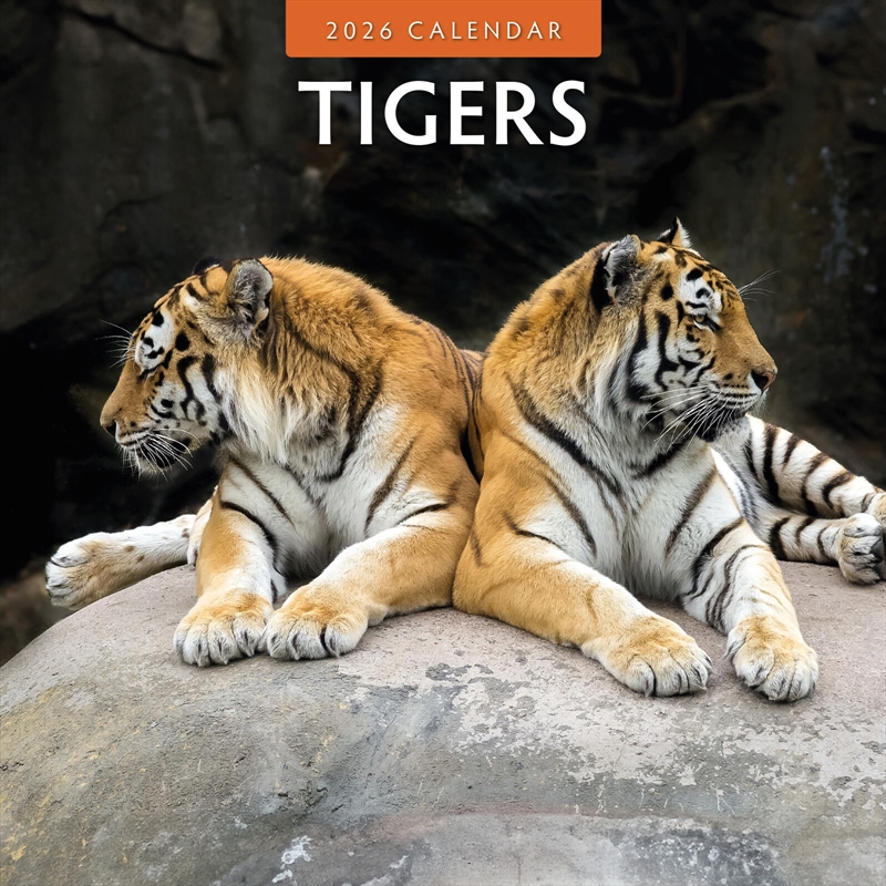 Tigers 2026 Square Wall Calendar/Product Detail/Calendars & Diaries