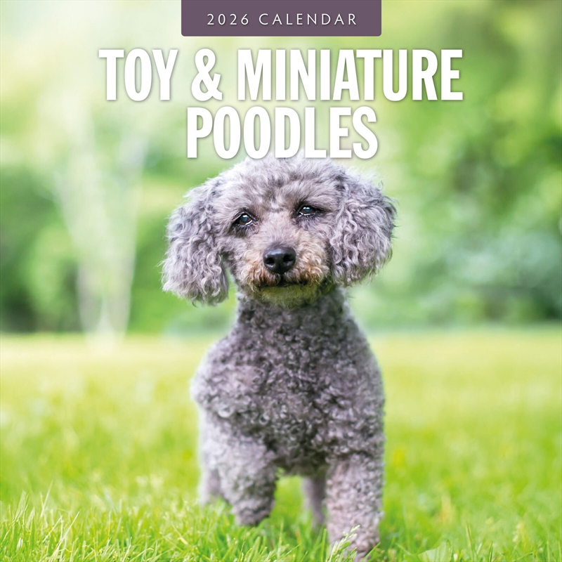 Toy And Miniature Poodles 2026 Square Wall Calendar/Product Detail/Calendars & Diaries