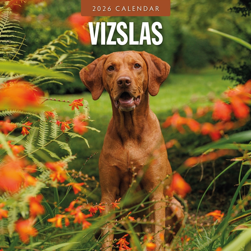 Vizslas 2026 Square Wall Calendar/Product Detail/Calendars & Diaries