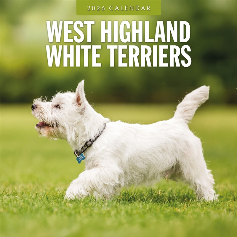 West Highland White Terriers 2026 Square Wall Calendar/Product Detail/Calendars & Diaries