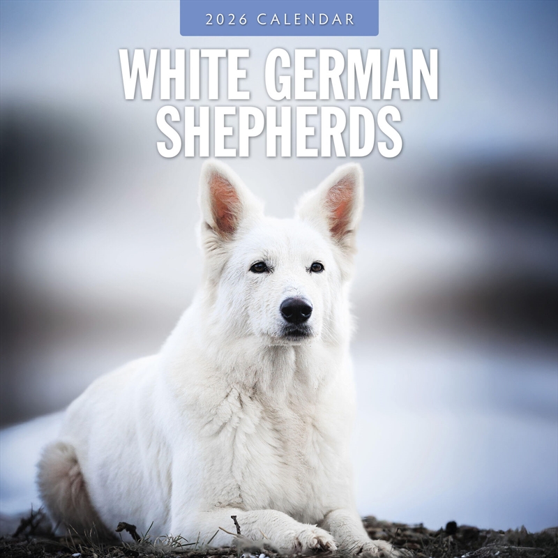 White German Shepherds 2026 Square Wall Calendar/Product Detail/Calendars & Diaries