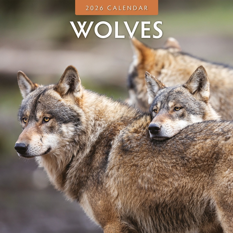 Wolves 2026 Square Wall Calendar/Product Detail/Calendars & Diaries