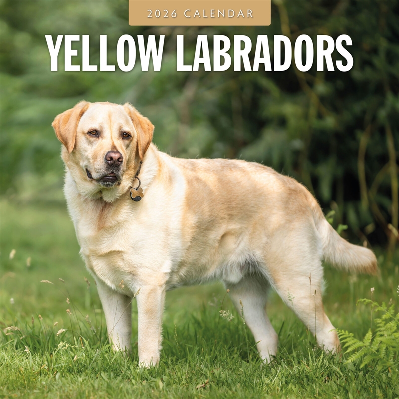 Yellow Labradors 2026 Square Wall Calendar/Product Detail/Calendars & Diaries