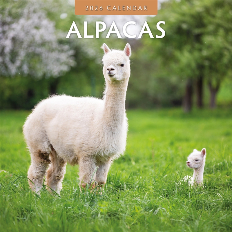 Alpacas 2026 Square Wall Calendar/Product Detail/Calendars & Diaries