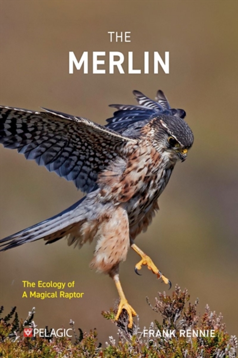 The Merlin : The Ecology Of A Magical Raptor/Product Detail/Animals & Nature