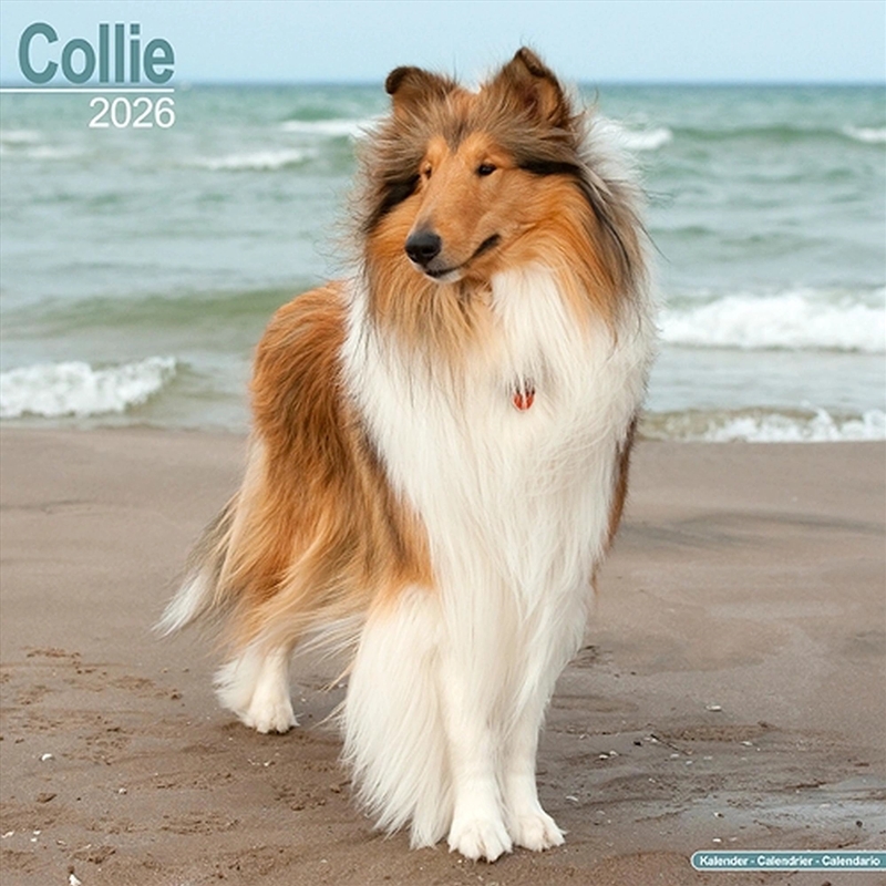 Collie Calendar 2026 Square Dog Breed Wall Calendar - 16 Month/Product Detail/Calendars & Diaries
