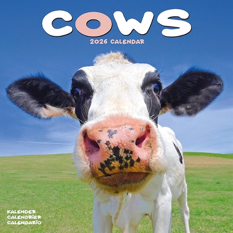 Cows Calendar 2026 Square Farm Animal Wall Calendar - 16 Month/Product Detail/Calendars & Diaries