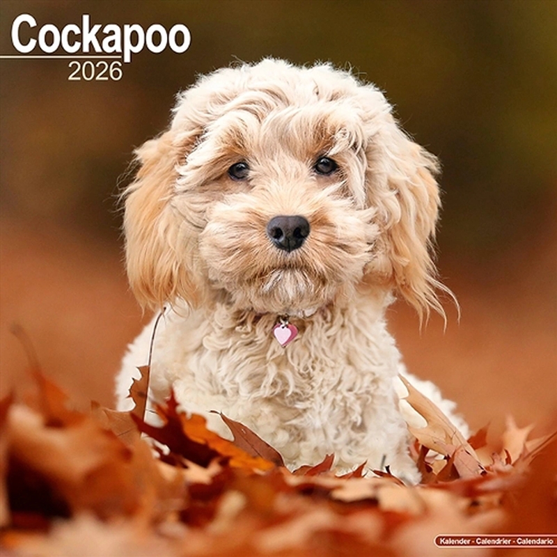 Cockapoo Calendar 2026 Square Dog Breed Wall Calendar - 16 Month/Product Detail/Calendars & Diaries