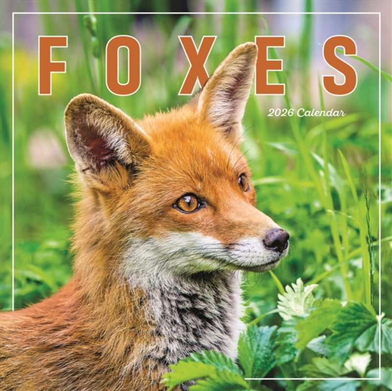 Foxes Square Wall Calendar 2026/Product Detail/Calendars & Diaries