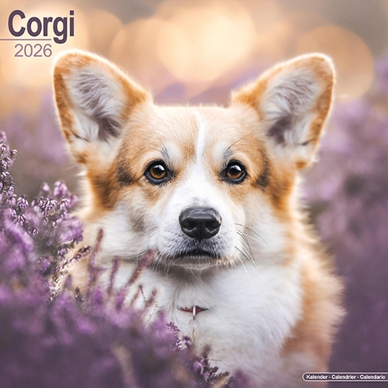 Corgi Calendar 2026 Square Dog Breed Wall Calendar - 16 Month/Product Detail/Calendars & Diaries