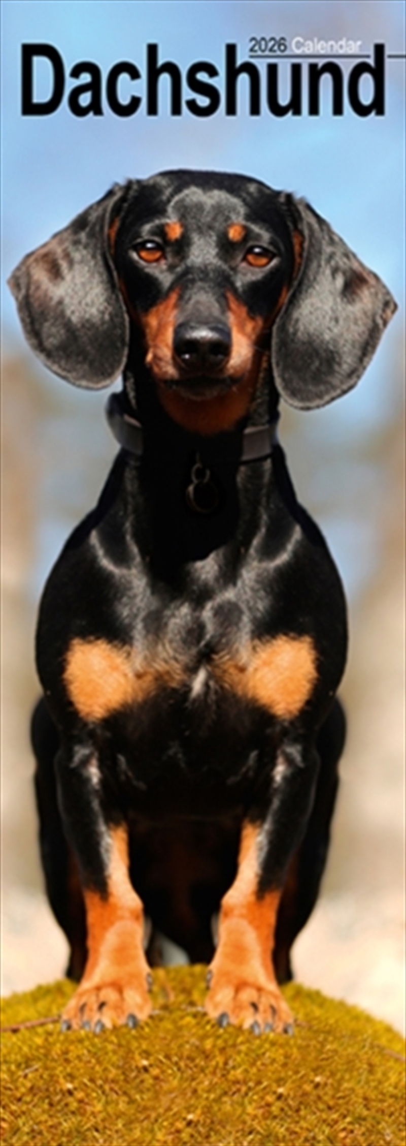 Dachshund Slim Calendar 2026 Dog Breed Slimline Calendar - 12 Month/Product Detail/Calendars & Diaries