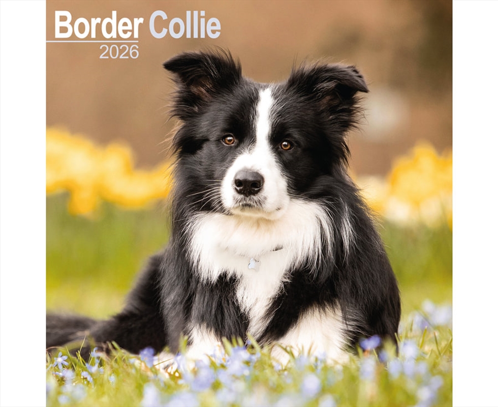 Border Collie Calendar 2026 Square Dog Breed Wall Calendar - 16 Month/Product Detail/Calendars & Diaries