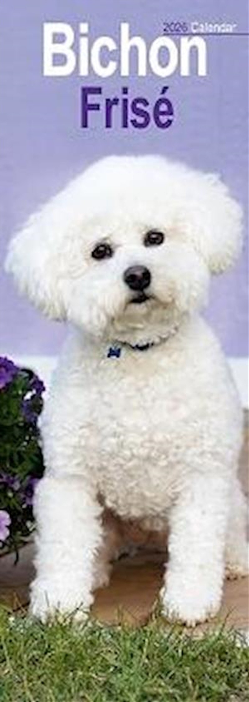 Bichon Frise Slim Calendar 2026 Dog Breed Slimline Calendar - 12 Month/Product Detail/Calendars & Diaries