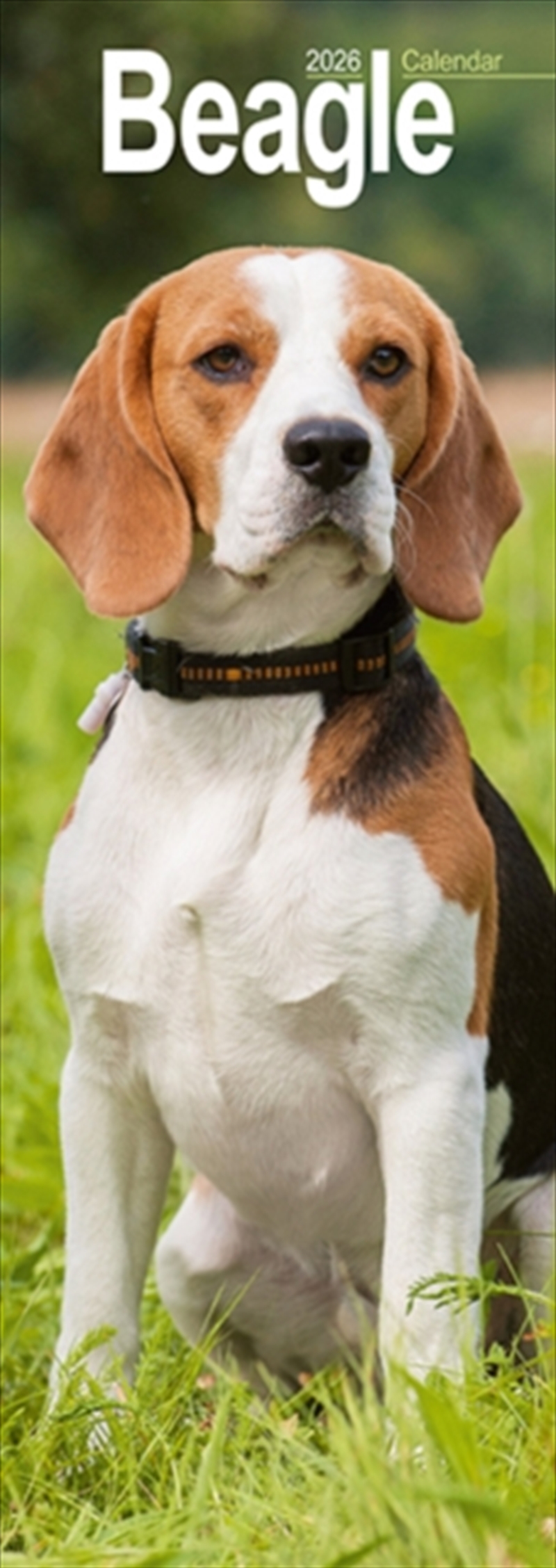 Beagle Slim 2026 Wall Calendar Calendar 2024 Dog Breed Slimline Calendar - 12 Month/Product Detail/Calendars & Diaries
