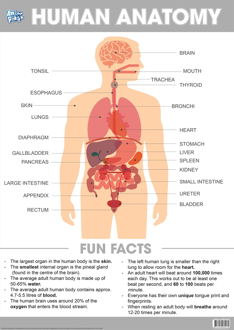 Educational Chart Human Anatomy/Product Detail/Posters & Prints