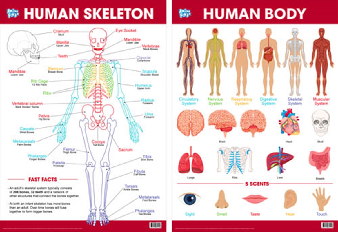 Educational Poster Double Sided Skeleton/Product Detail/Posters & Prints