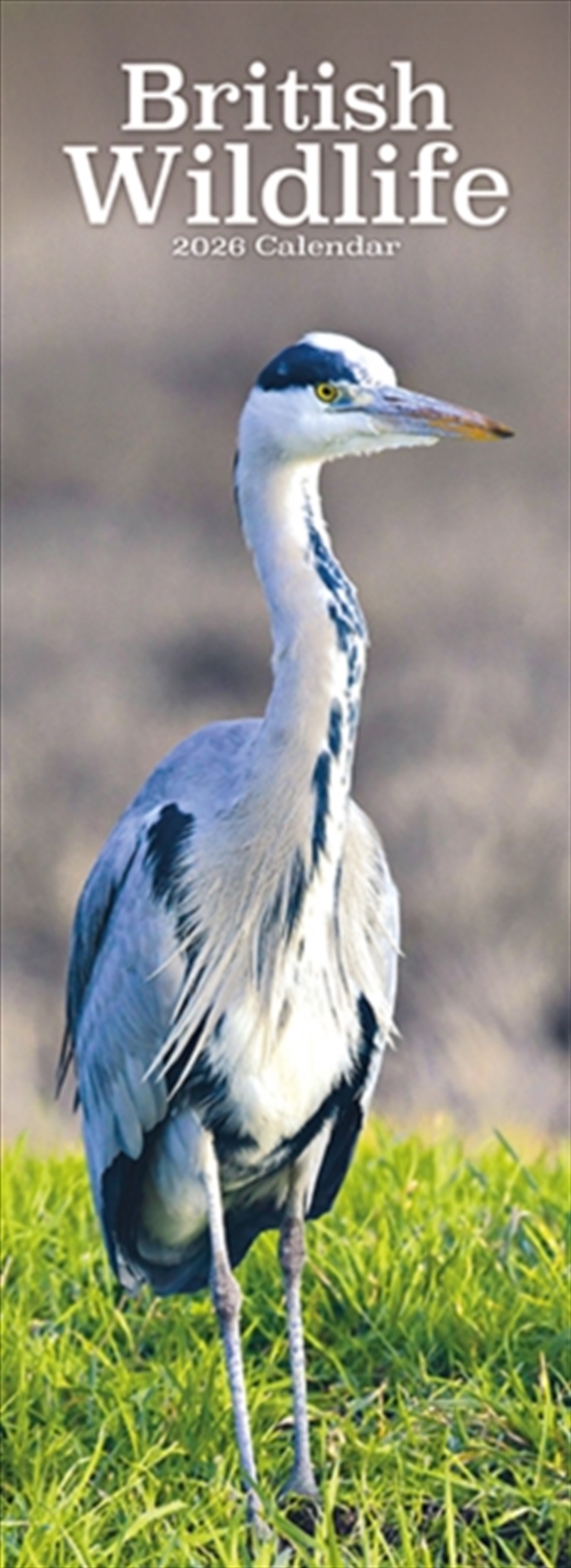 British Wildlife Slim Calendar 2026 Slimline Calendar - 12 Month/Product Detail/Calendars & Diaries
