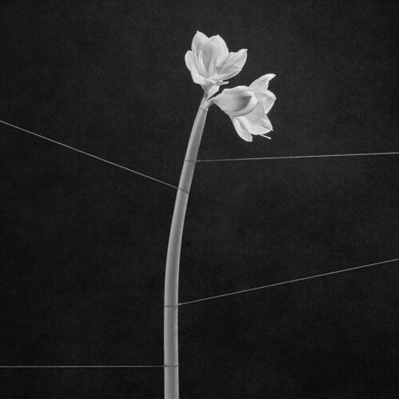 Dreamweaver/Product Detail/Alternative