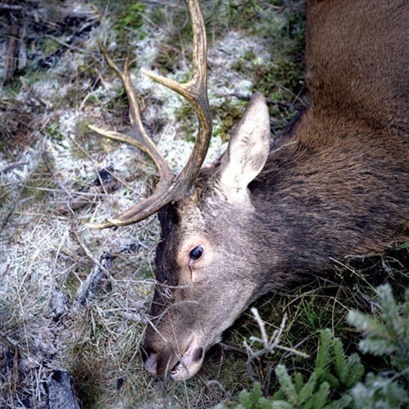 Plan Your Escape/Product Detail/Rock/Pop