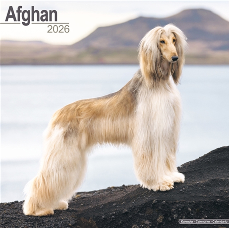 Afghan Calendar 2026 Square Dog Breed Wall Calendar - 16 Month/Product Detail/Calendars & Diaries