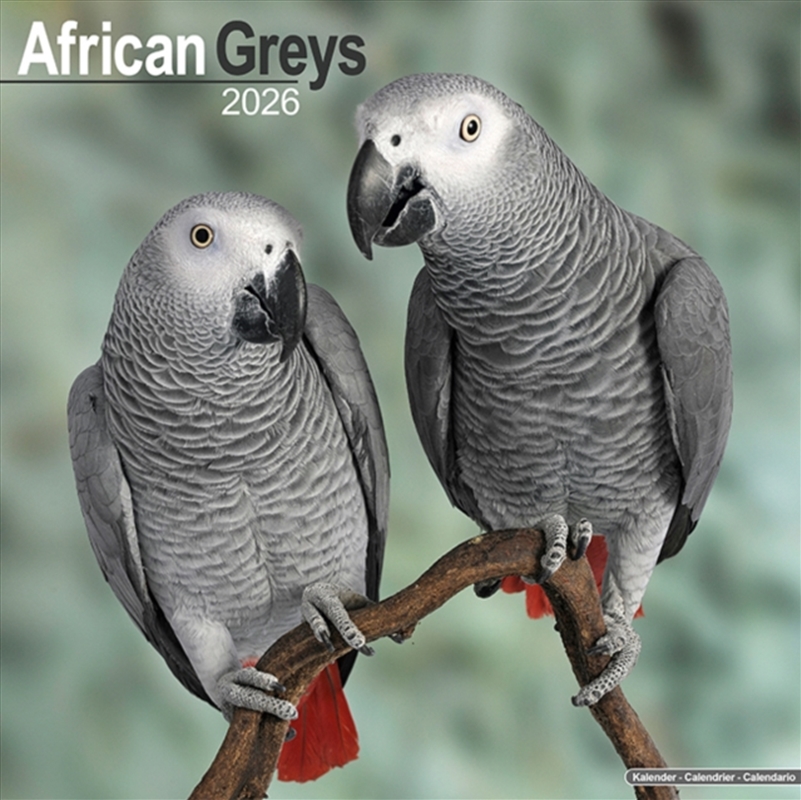 African Greys Calendar 2026 Square Bird Wall Calendar - 16 Month/Product Detail/Calendars & Diaries