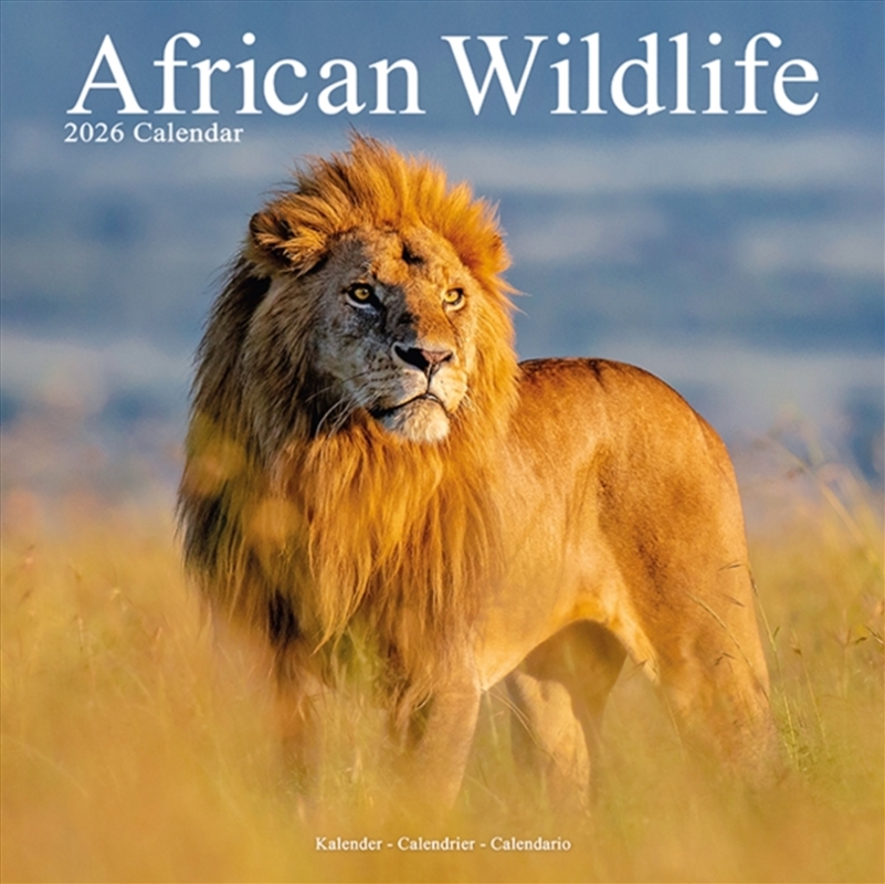 African Wildlife Calendar 2026 Square Wildlife Safari Wall Calendar - 16 Month/Product Detail/Calendars & Diaries