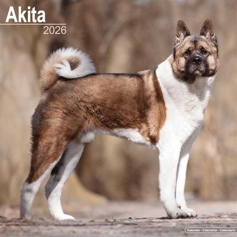 Akita Calendar 2026 Square Dog Breed Wall Calendar - 16 Month/Product Detail/Calendars & Diaries
