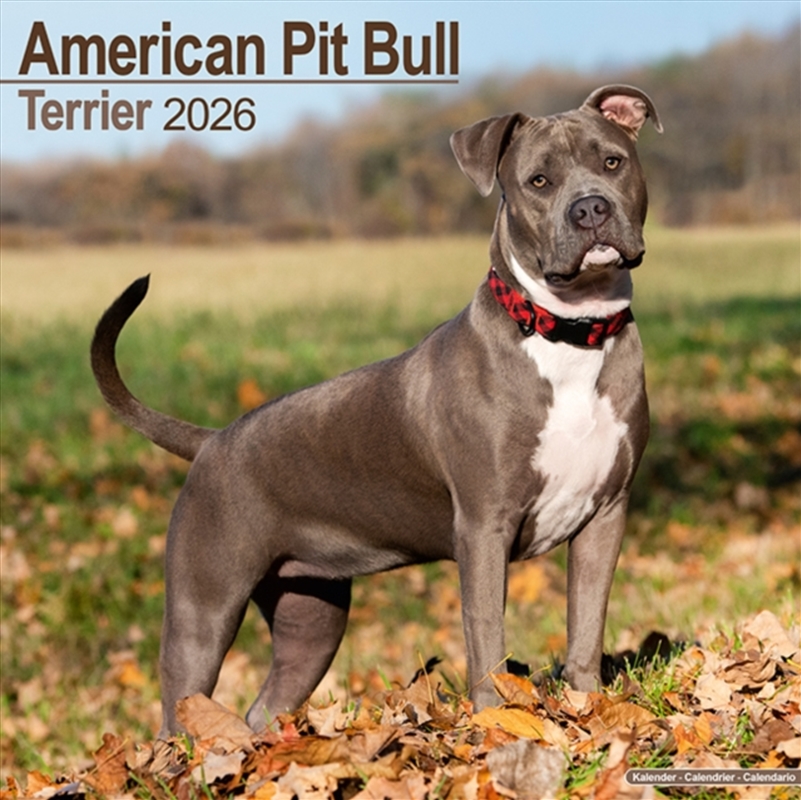 American Pit Bull Terrier Calendar 2026 Square Dog Breed Wall Calendar - 16 Month/Product Detail/Calendars & Diaries