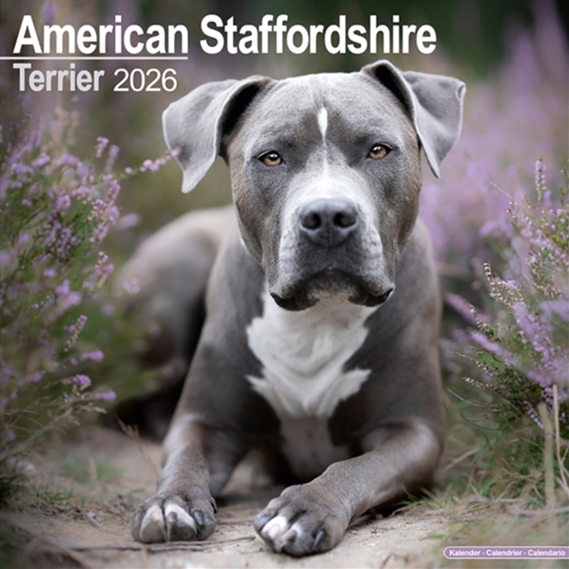 American Staffordshire Terrier Calendar 2026 Square Dog Breed Wall Calendar - 16 Month/Product Detail/Calendars & Diaries