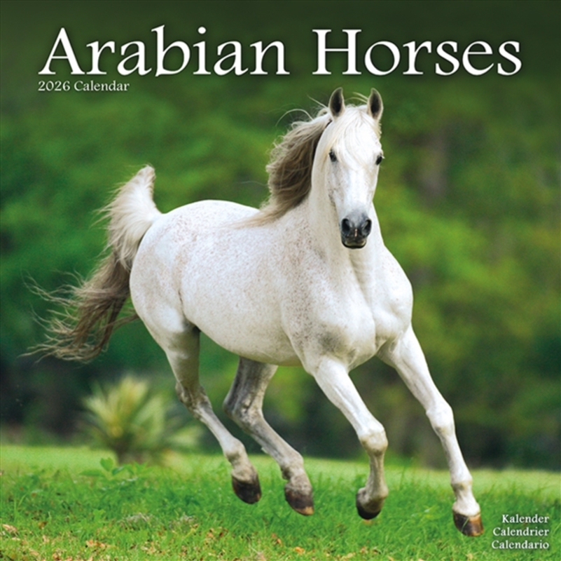 Arabian Horses Calendar 2026 Square Horses Wall Calendar - 16 Month/Product Detail/Calendars & Diaries