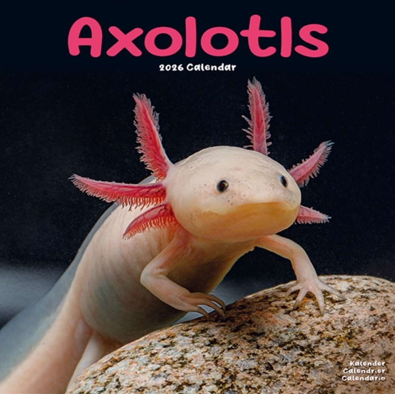 Axolotls Calendar 2026 Square Animal Wall Calendar - 16 Month/Product Detail/Calendars & Diaries