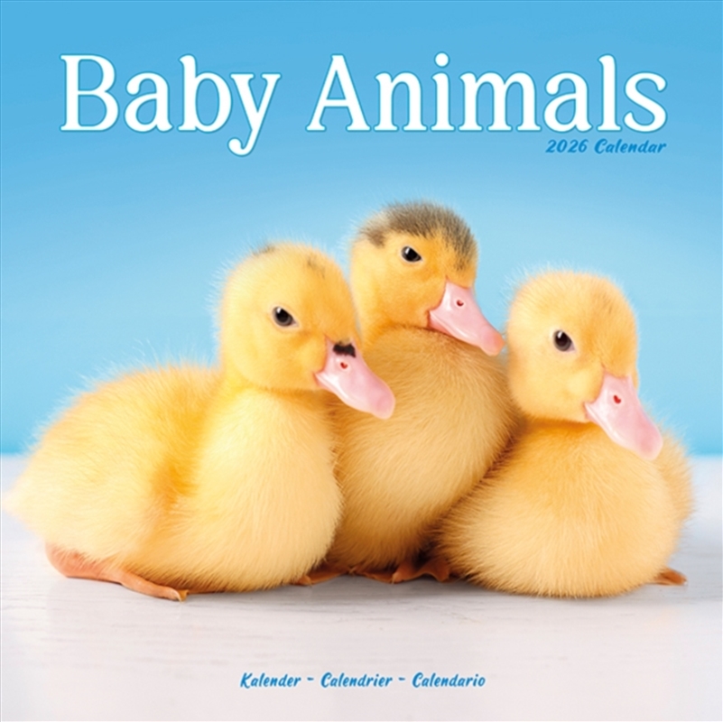 Baby Animals Calendar 2026 Square Animal Wall Calendar - 16 Month/Product Detail/Calendars & Diaries