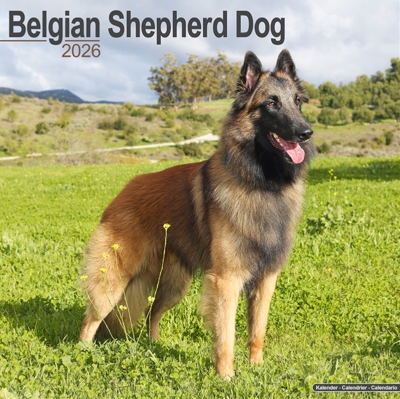 Belgian Shepherd Dog Calendar 2026 Square Dog Breed Wall Calendar - 16 Month/Product Detail/Calendars & Diaries