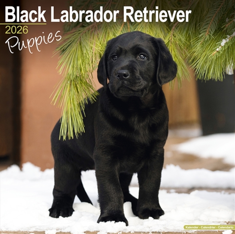 Black Labrador Puppies Calendar 2026 Square Dog Puppy Breed Wall Calendar - 16 Month/Product Detail/Calendars & Diaries