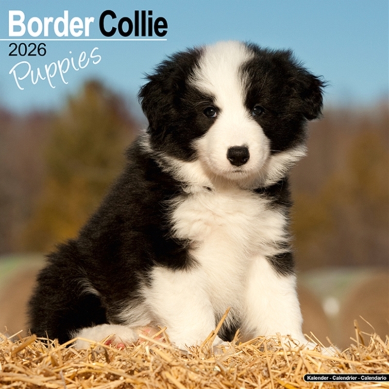 Border Collie Puppies Calendar 2026 Square Dog Puppy Breed Wall Calendar - 16 Month/Product Detail/Calendars & Diaries
