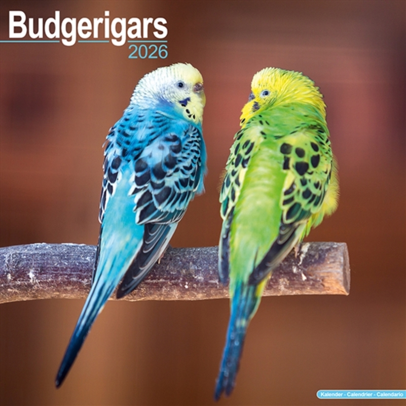 Budgerigars Calendar 2026 Square Bird Wall Calendar - 16 Month/Product Detail/Calendars & Diaries