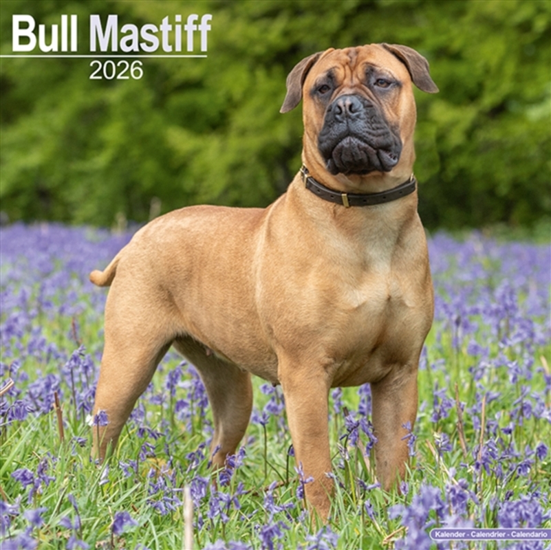 Bull Mastiff Calendar 2026 Square Dog Breed Wall Calendar - 16 Month/Product Detail/Calendars & Diaries